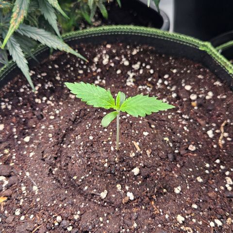 Amnesia Zkittlez Auto growlog timeline photo