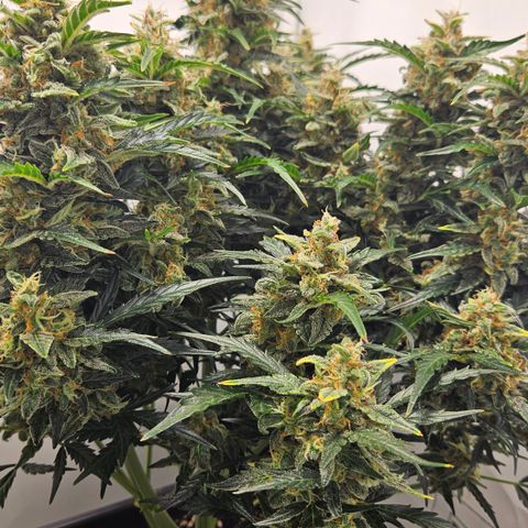 Gelato Glue Auto growlog timeline photo