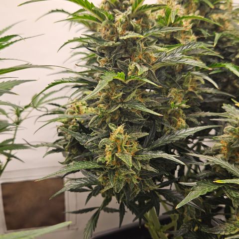 Gelato Glue Auto growlog timeline photo