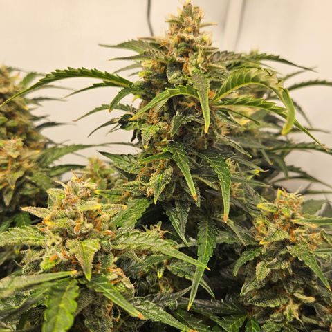 Gelato Glue Auto growlog timeline photo