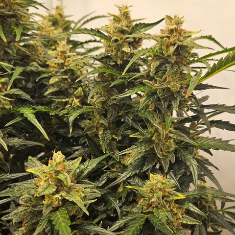 Gelato Glue Auto growlog timeline photo