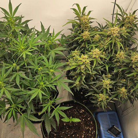 Strawberry Banana Auto growlog timeline photo