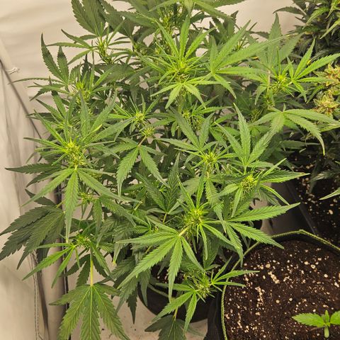 Strawberry Banana Auto growlog timeline photo