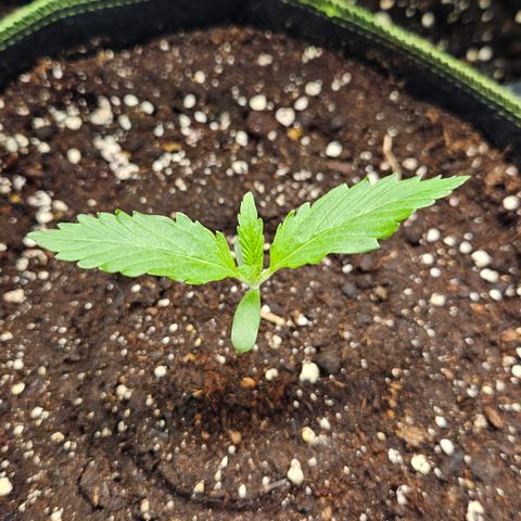 Amnesia Zkittlez Auto growlog timeline photo