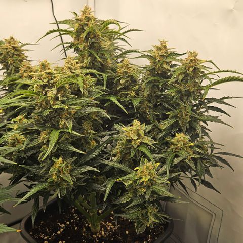 Gelato Glue Auto growlog timeline photo