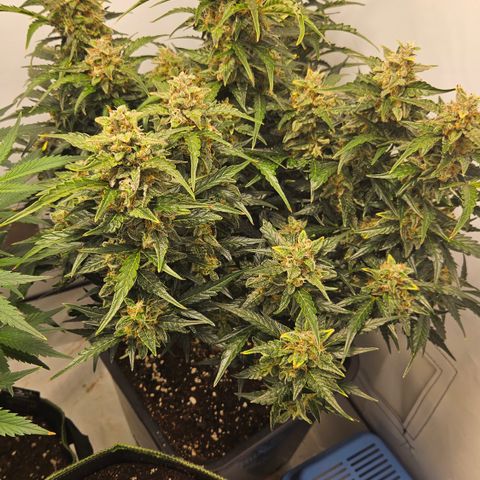 Gelato Glue Auto growlog timeline photo