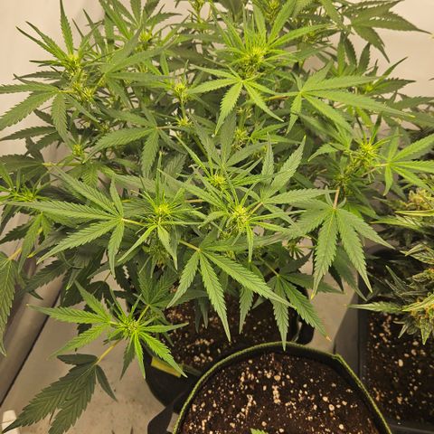 Strawberry Banana Auto growlog timeline photo