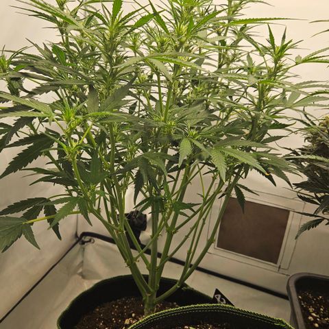 Strawberry Banana Auto growlog timeline photo