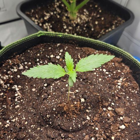 Amnesia Zkittlez Auto growlog timeline photo