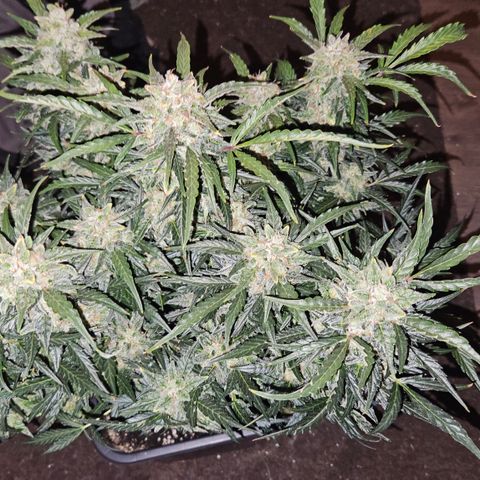 Gelato Glue Auto growlog timeline photo