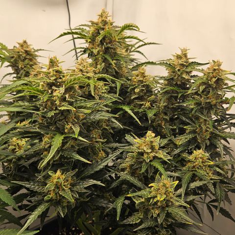 Gelato Glue Auto growlog timeline photo