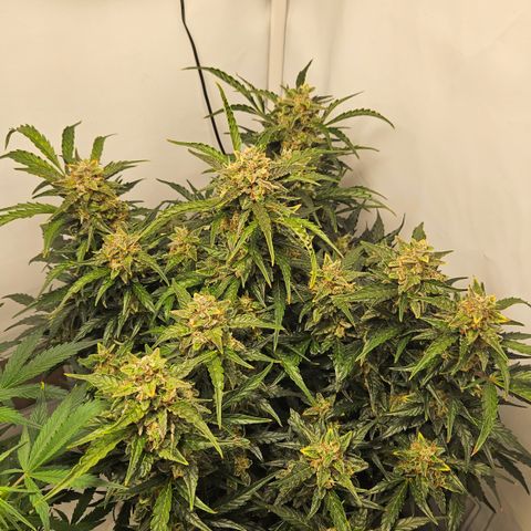 Gelato Glue Auto growlog timeline photo