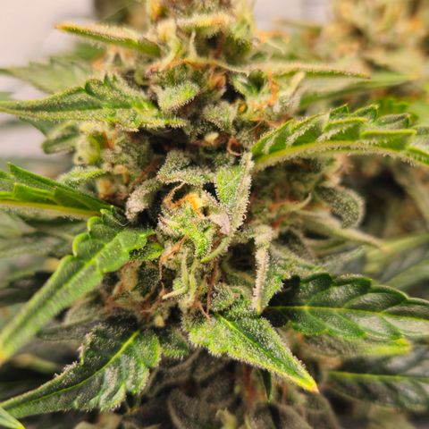 Gelato Glue Auto growlog timeline photo