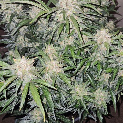 Gelato Glue Auto growlog timeline photo