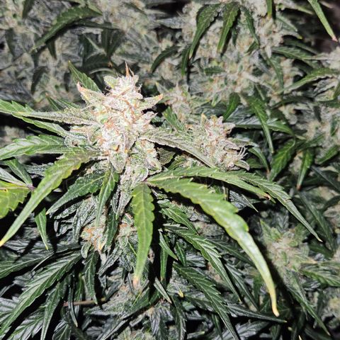 Gelato Glue Auto growlog timeline photo