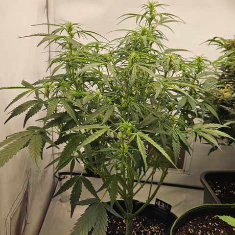 Strawberry Banana Auto growlog timeline photo