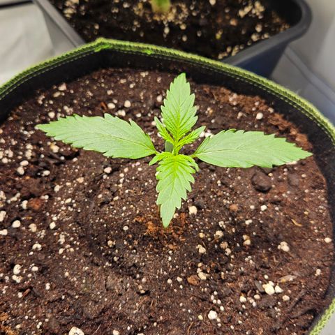 Amnesia Zkittlez Auto growlog timeline photo