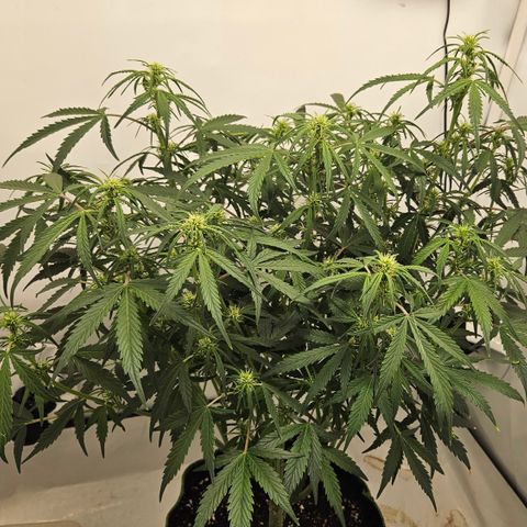 Strawberry Banana Auto growlog timeline photo