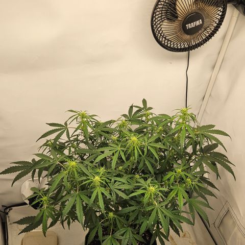 Strawberry Banana Auto growlog timeline photo