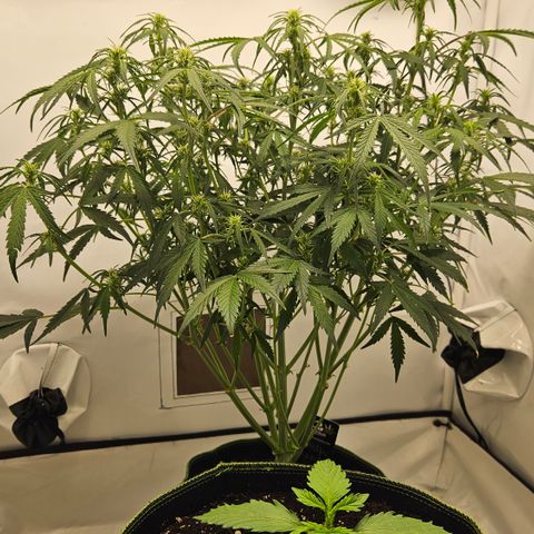 Strawberry Banana Auto growlog timeline photo