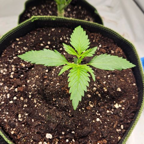 Amnesia Zkittlez Auto growlog timeline photo