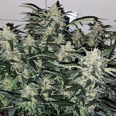 Gelato Glue Auto growlog timeline photo