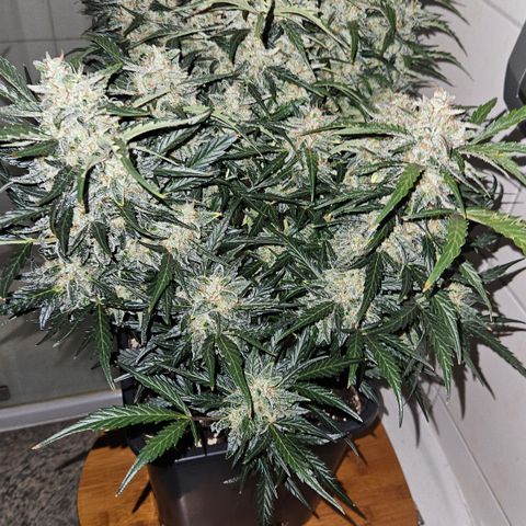 Gelato Glue Auto growlog timeline photo