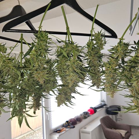 Gelato Glue Auto growlog timeline photo
