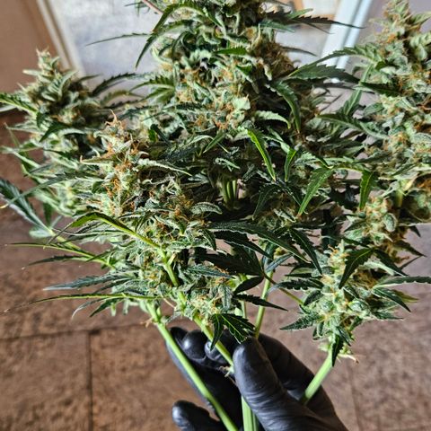 Gelato Glue Auto growlog timeline photo