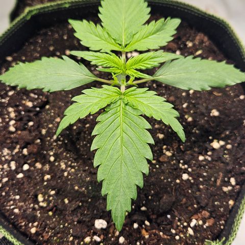Amnesia Zkittlez Auto growlog timeline photo