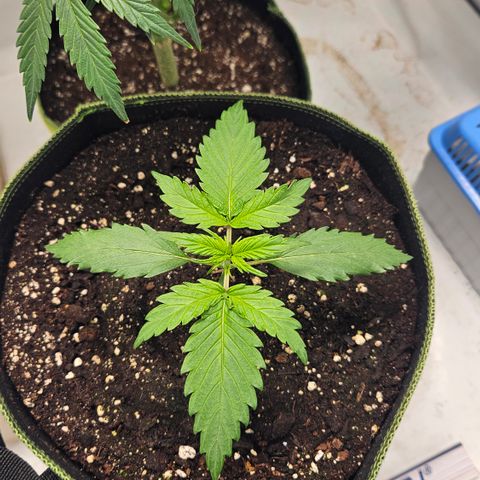 Amnesia Zkittlez Auto growlog timeline photo