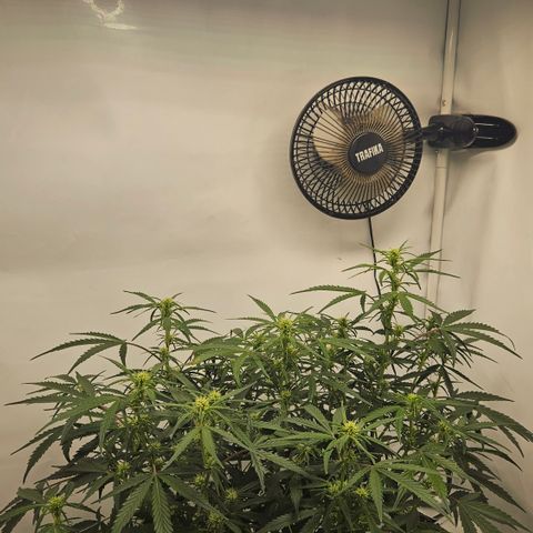 Strawberry Banana Auto growlog timeline photo