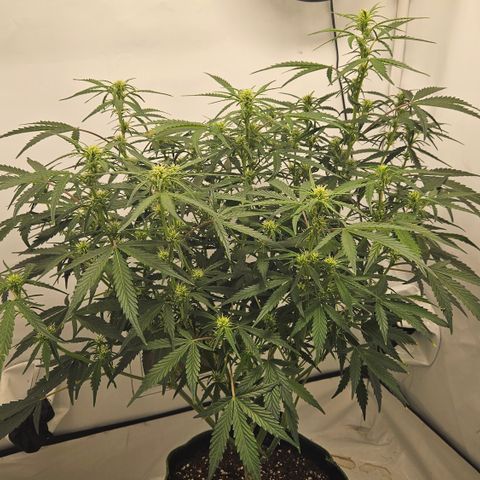 Strawberry Banana Auto growlog timeline photo