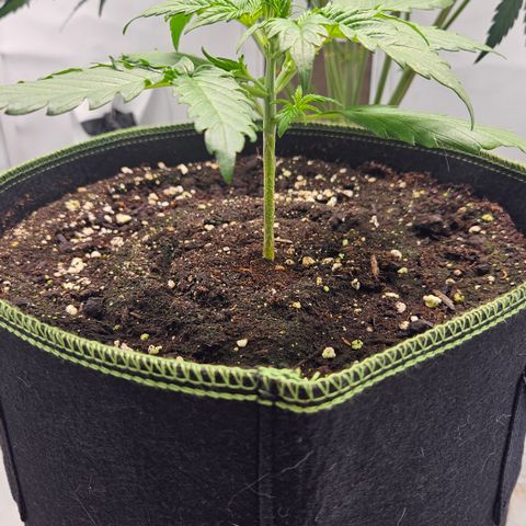 Amnesia Zkittlez Auto growlog timeline photo
