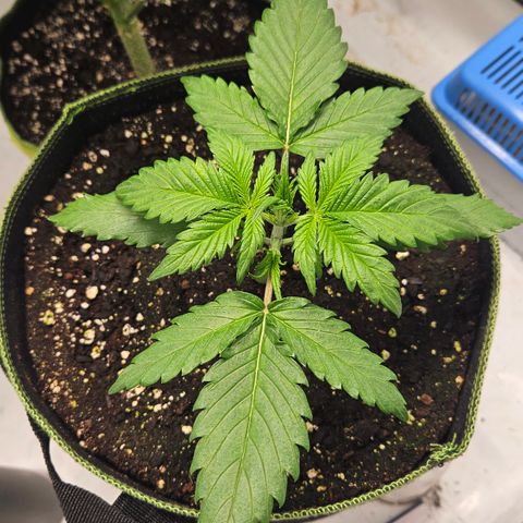 Amnesia Zkittlez Auto growlog timeline photo