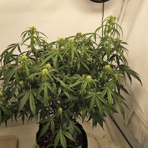 Strawberry Banana Auto growlog timeline photo