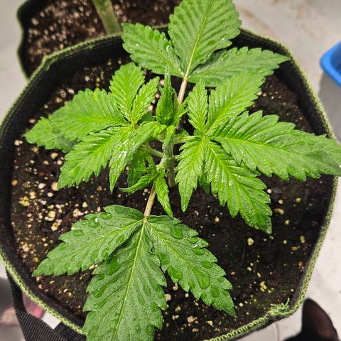 Amnesia Zkittlez Auto growlog timeline photo