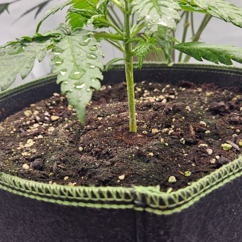 Amnesia Zkittlez Auto growlog timeline photo
