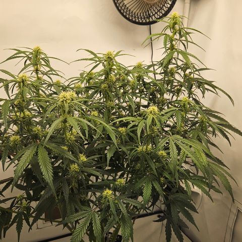 Strawberry Banana Auto growlog timeline photo