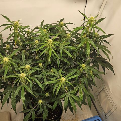 Strawberry Banana Auto growlog timeline photo