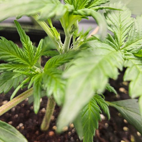 Amnesia Zkittlez Auto growlog timeline photo