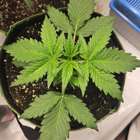 Amnesia Zkittlez Auto growlog timeline photo