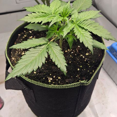 Amnesia Zkittlez Auto growlog timeline photo