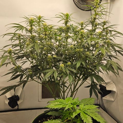 Strawberry Banana Auto growlog timeline photo