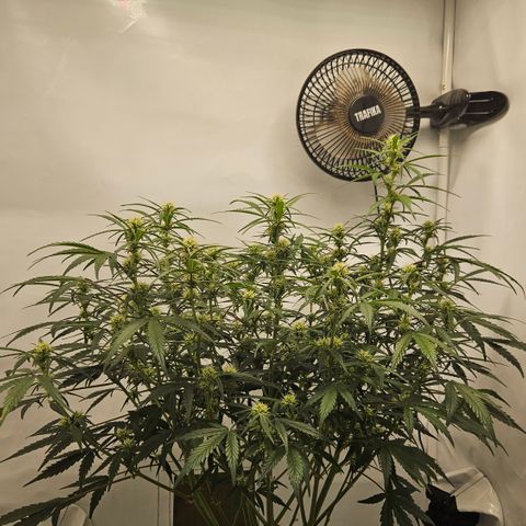 Strawberry Banana Auto growlog timeline photo
