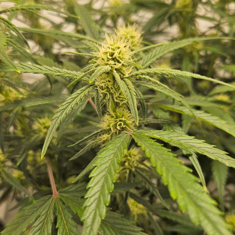 Strawberry Banana Auto growlog timeline photo