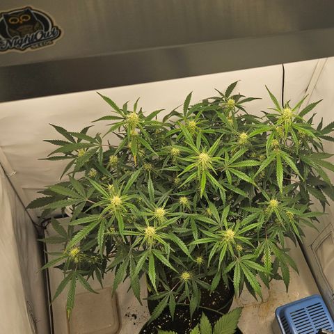 Strawberry Banana Auto growlog timeline photo