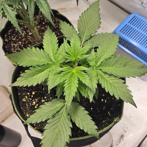 Amnesia Zkittlez Auto growlog timeline photo
