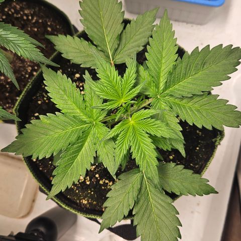 Amnesia Zkittlez Auto growlog timeline photo