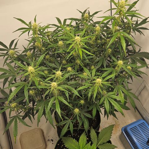 Strawberry Banana Auto growlog timeline photo